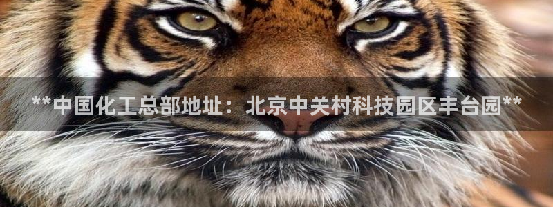 球盟会里面有打牌的嘛是真的吗