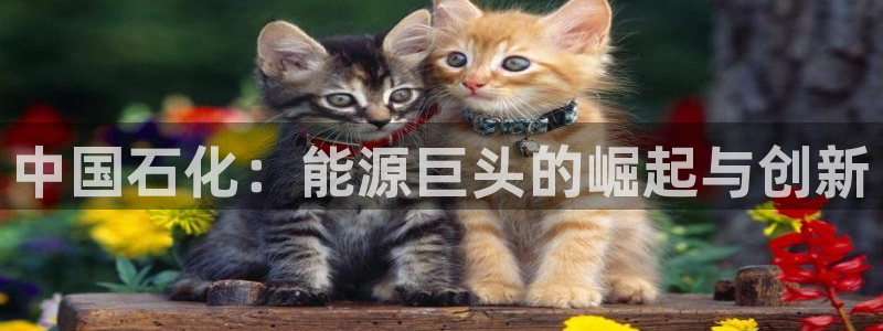 球盟会有限公司怎么样