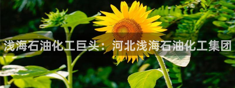 球盟会qmh
