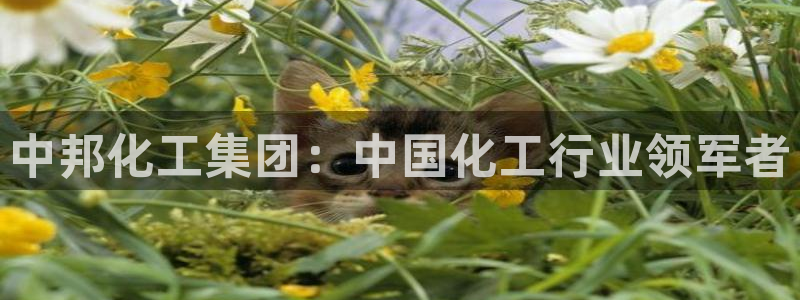 球盟会官网app下载
