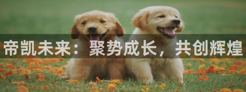 球盟会网址多少：帝凯未来：聚势成长，共创辉煌